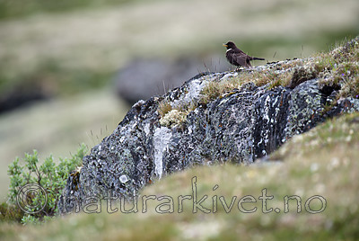 BB 15 0582 / Turdus torquatus / Ringtrost